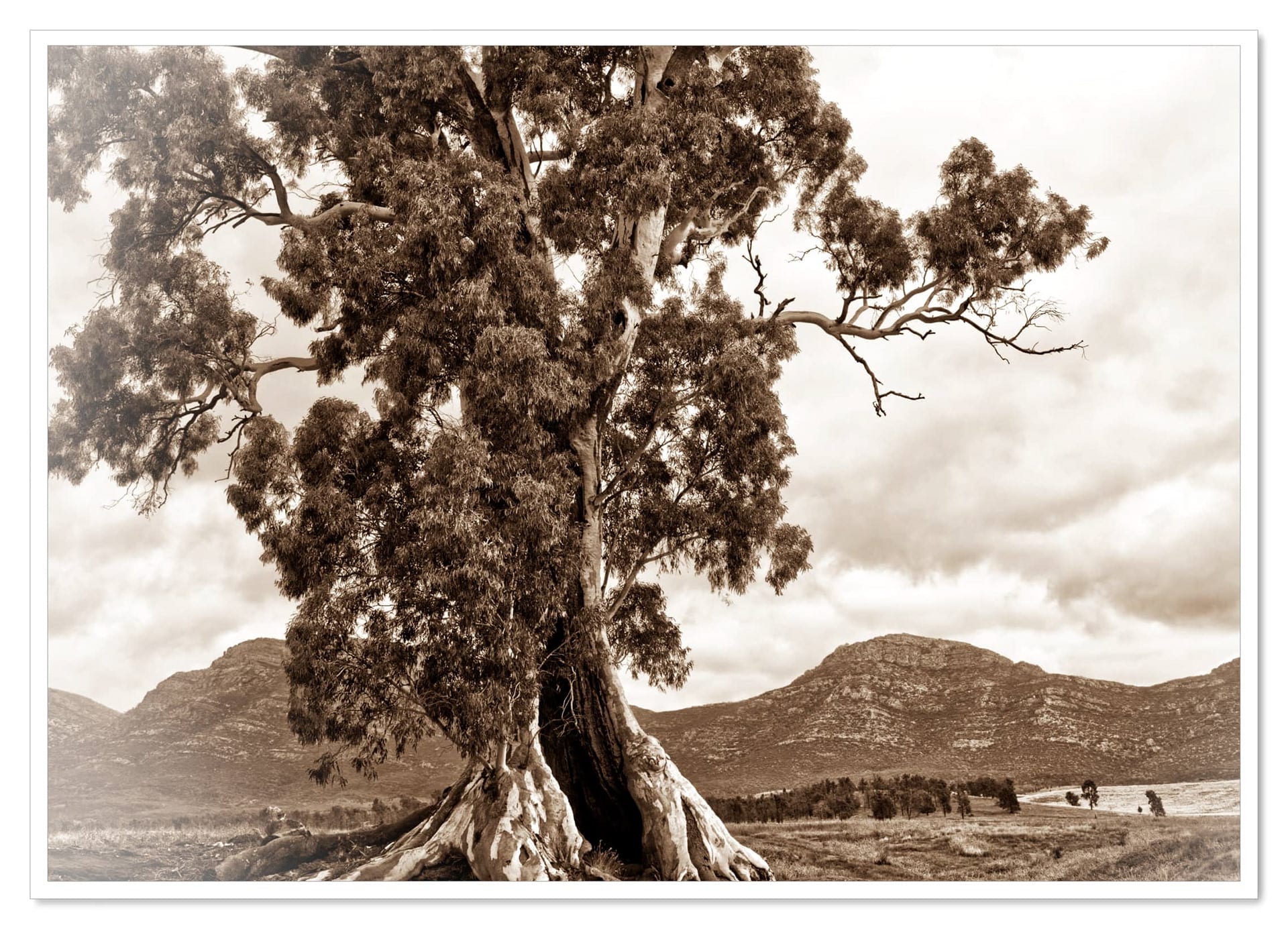 Harold Cazneaux's Tree — the Flinders Ranges