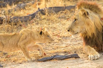 Lions of South Luwangwa