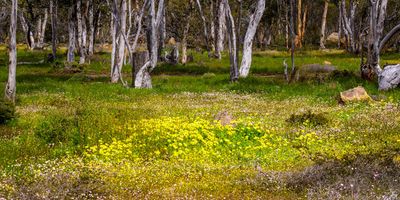 WA Wildflowers Tour