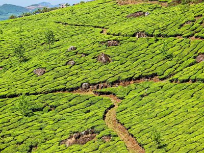 The Gardens of Kerala