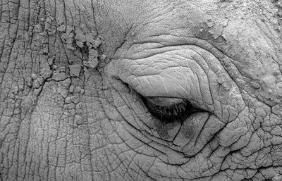 Werribee Zoo - Looking