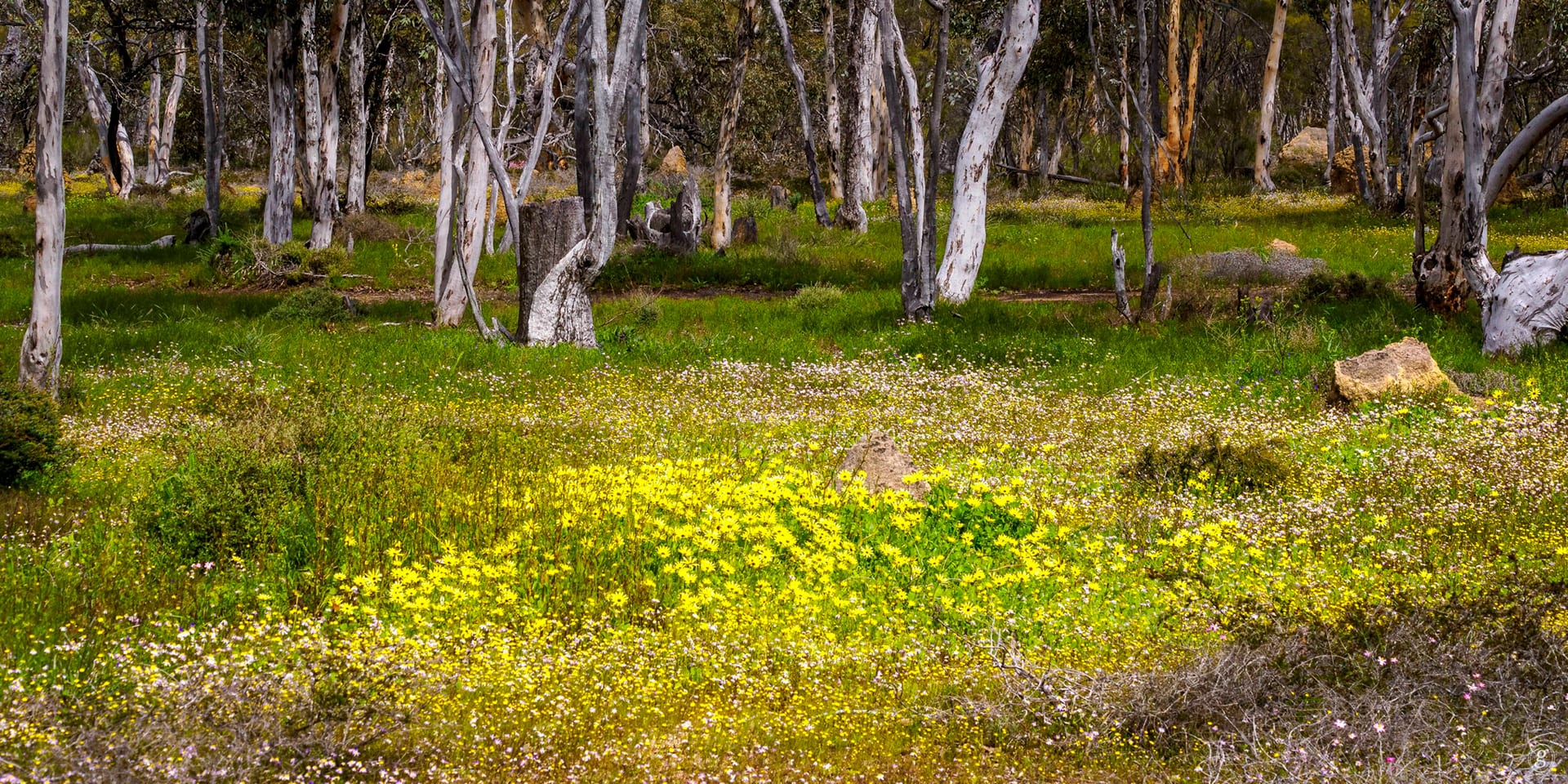 WA Wildflowers Tour