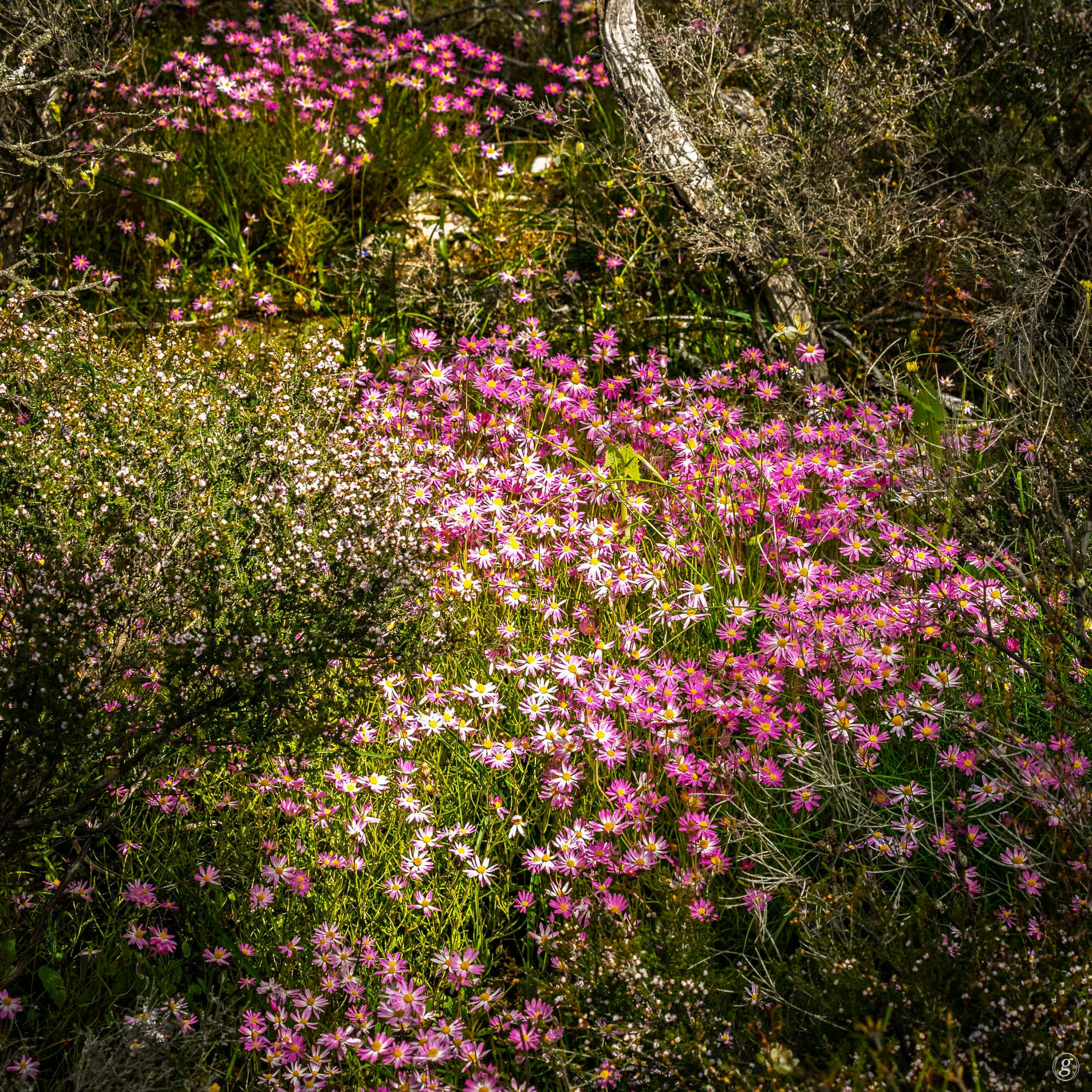 Pink Everlastings, Western Australia
