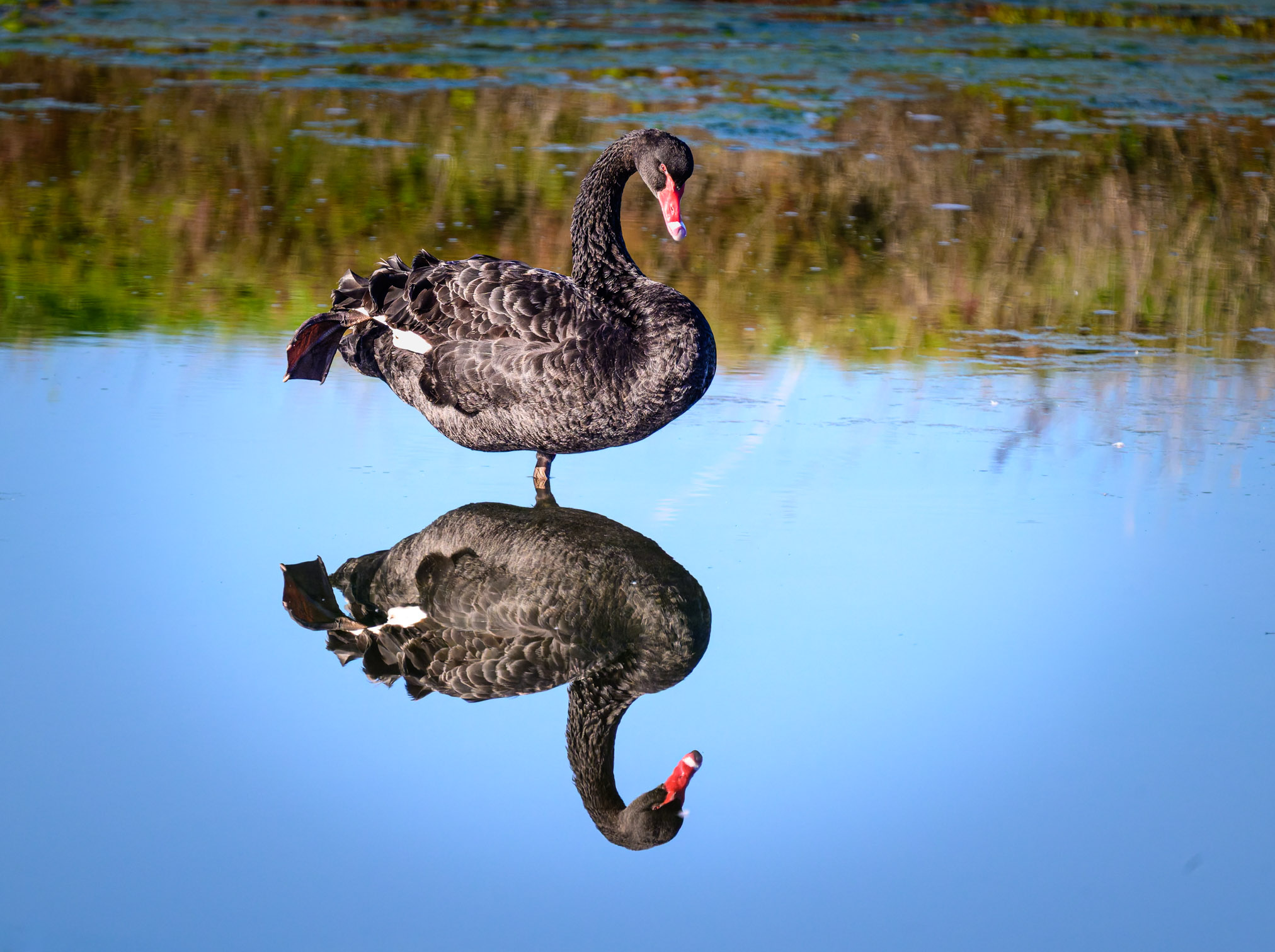 Black Swan with reflection, Victoria