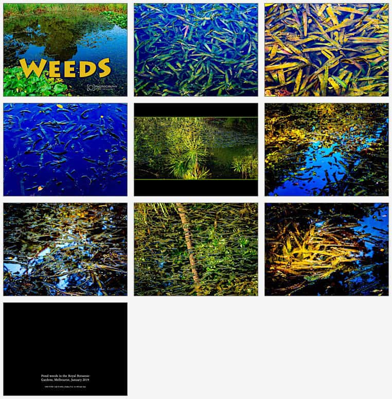 Pages from the Weeds photo-book — click to download PDF
